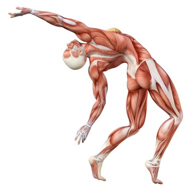 3D render kadın anatomi şekil üzerinde beyaz