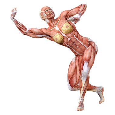 3D render kadın anatomi şekil üzerinde beyaz