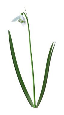 Beyaz üzerine 3d Kar Damlası Çiçeği Hazırlama