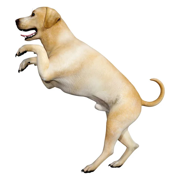 3D Rendering Labrador Hund auf weiß — Stockfoto