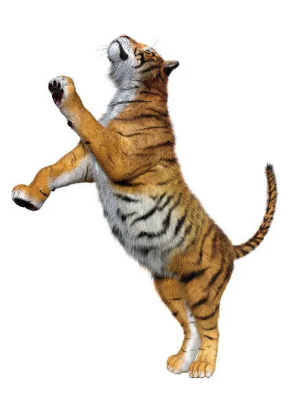 3D-рендеринг большого тигра на белом — стоковое фото