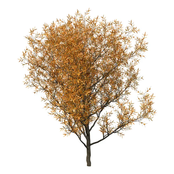 Grafik 3D Pencitraan Willow pada Putih — Stok Foto