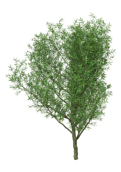 3d rendering Crack Willow op wit — Stockfoto