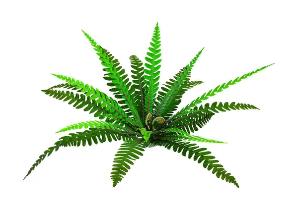 3D Rendering Hard Fern on White — Stock Photo, Image