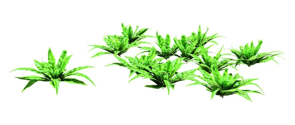 3D Rendering Harts Tongue Fern on White — Stock Photo, Image