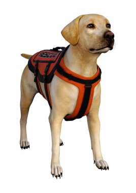 3d Rending Labrador Kurtarma Köpeği