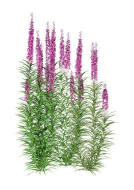 3d Beyaz Üzerine Fireweed Bitkileri Hazırlama