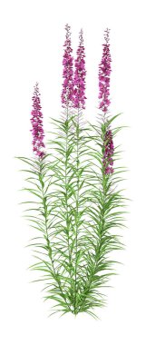 3d Beyaz Üzerine Fireweed Bitkisi Hazırlama