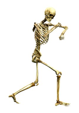 Beyaz üzerine 3D render insan iskeleti