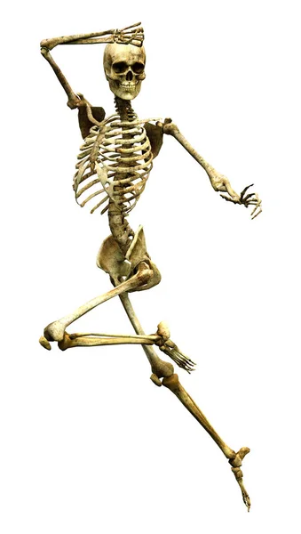 Esqueleto humano de renderização 3D em branco — Fotografia de Stock