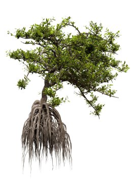 Mangrove Ağacı Beyaz Üzerine 3d Hazırlanıyor