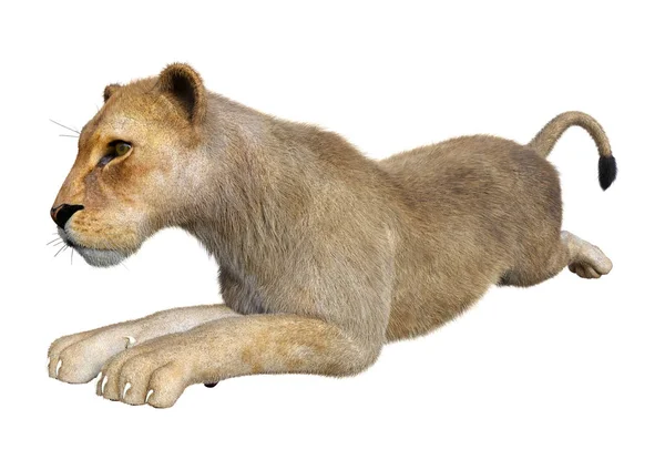 3D rendering kvinnliga lionen på vit — Stockfoto