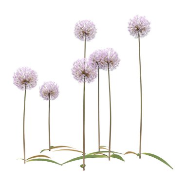 Beyaz üzerine 3 boyutlu Allium Çiçekleri Hazırlama