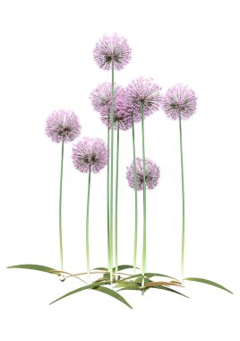 Beyaz üzerine 3 boyutlu Allium Çiçekleri Hazırlama