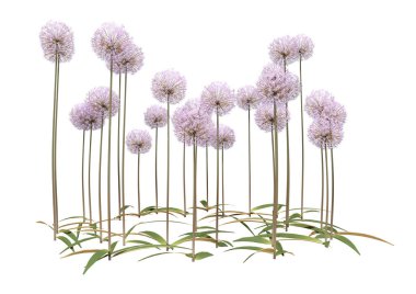 Beyaz üzerine 3 boyutlu Allium Çiçekleri Hazırlama