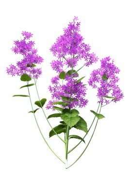 3d Dürüstlük Çiçekleri Beyaz Üzerine Hazırlanıyor