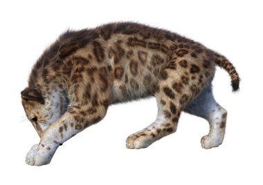 3D render Sabertooth kaplan beyaz