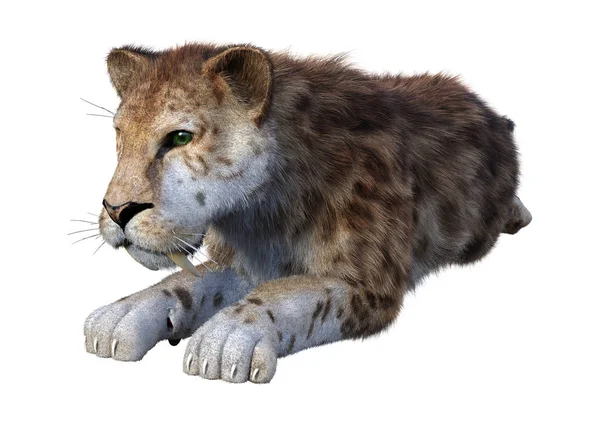 3D rendering Sabertooth Tiger σε λευκό — Φωτογραφία Αρχείου