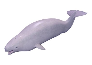 3d Rendering Narwhal Buzağı Beyaz