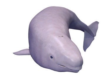 3d Rendering Narwhal Buzağı Beyaz
