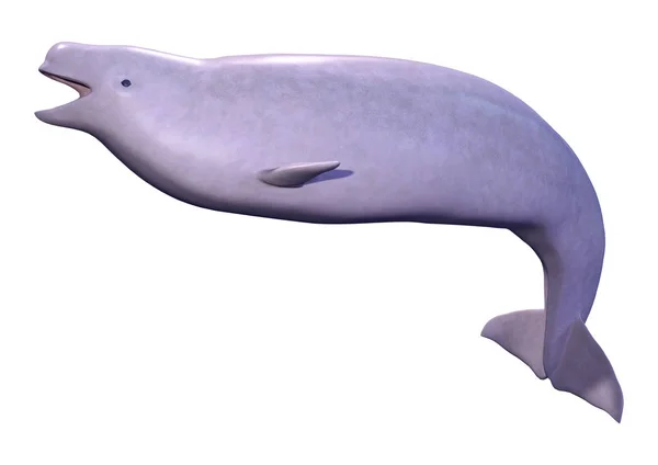 3D Rendering Narwhal Calf on White — Stock Photo, Image
