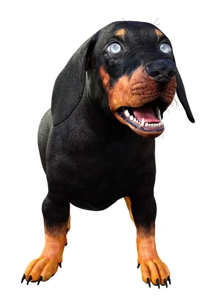 3D rendering Dachshound a fehér — Stock Fotó