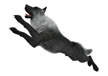 3D render siyah üzerine beyaz kurt