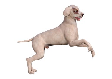 Beyaz Mavi Gözlü 3d Rendering Köpek