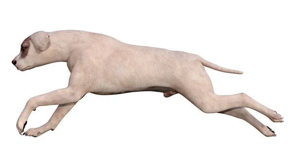 3D renderização Crossbreed cão em branco — Fotografia de Stock