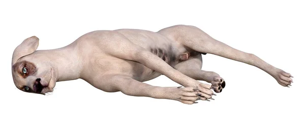 3D renderização Crossbreed cão em branco — Fotografia de Stock