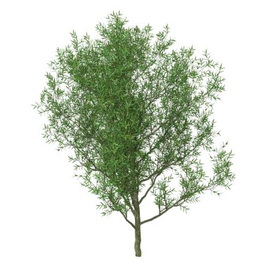 3d Renching Crack Willow on White