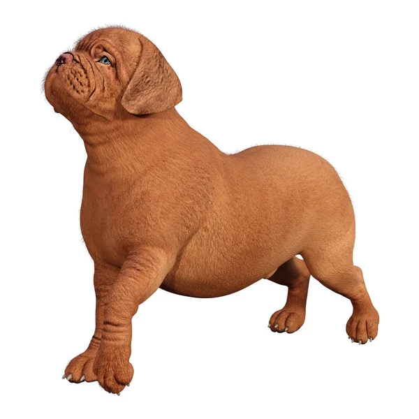 Representación 3D de cachorro en blanco — Foto de Stock