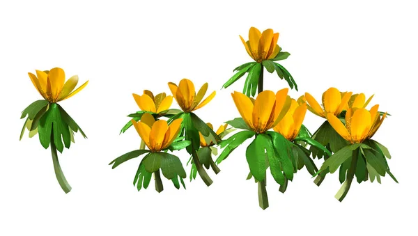 3D-konvertering vinter Aconite blommor på vit — Stockfoto