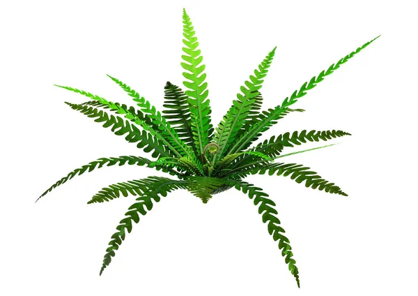 3D Rendering Hard Fern on White — Stock Photo, Image