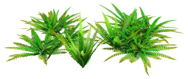 3D Rendering Hard Fern on White — Stock Photo, Image