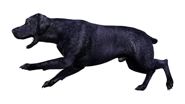 3D Rendering Labrador Dog on White — Stock Photo, Image