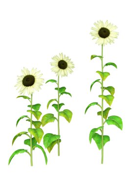 3d Sunflower Bitkileri Beyaz Üzerine Hazırlanıyor