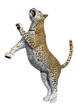 3D render büyük kedi Leopard üzerinde beyaz