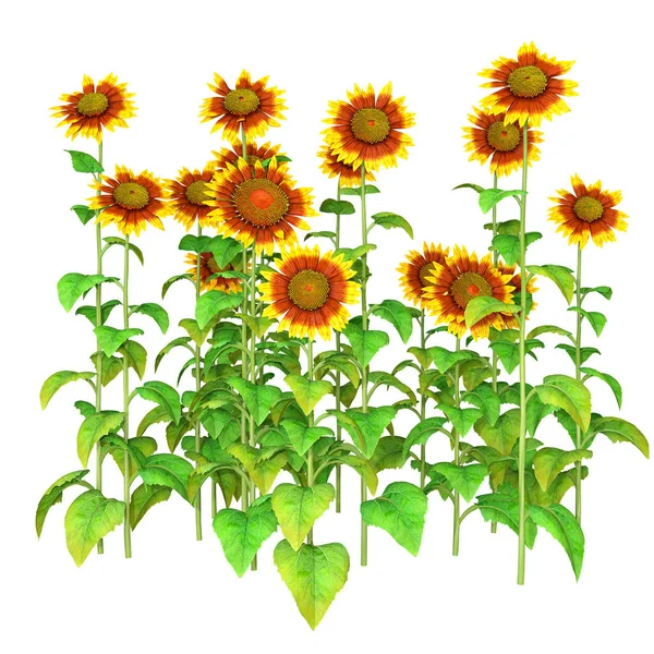3d Sunflower Bitkileri Beyaz Üzerine Hazırlanıyor — Stok fotoğraf