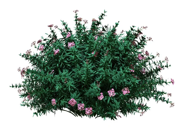 3D-Rendering Nerium-Oleander-Busch auf Weiß — Stockfoto