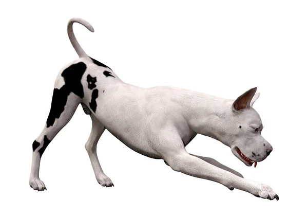 3D rendering grat Dane hond op wit — Stockfoto