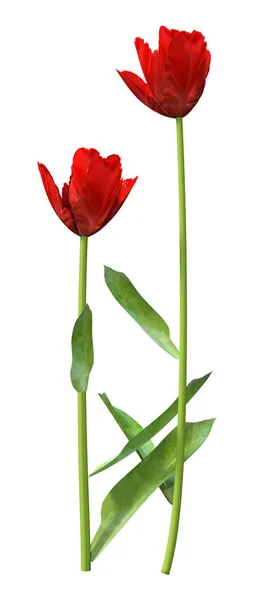 Representación 3D de flores de tulipán en blanco —  Fotos de Stock
