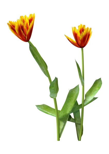 3D Rendering Tulip Flowers on White — Stock Photo, Image