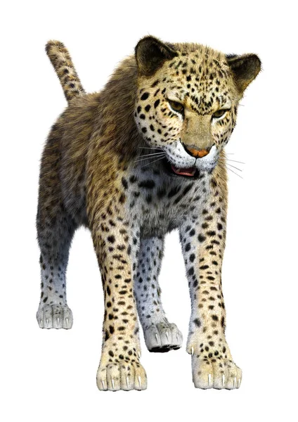 3D Rendering Big Cat Leopard on White — Stock Photo, Image