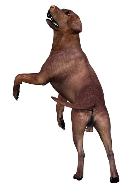 3D renderização Labrador Dog em branco — Fotografia de Stock