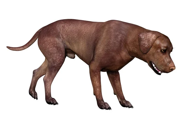 3D render Labrador köpeği beyaz — Stok fotoğraf