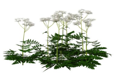 3D İnek Maydanozu Beyazın Üzerine Hazırlanıyor