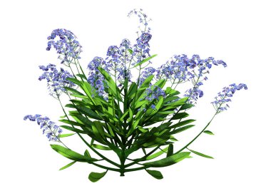 3d Rending Forget-Me-Nots Çiçekleri Beyaz Üzerine