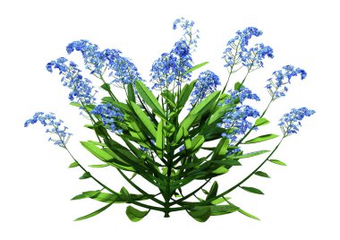 3d Rending Forget-Me-Nots Çiçekleri Beyaz Üzerine
