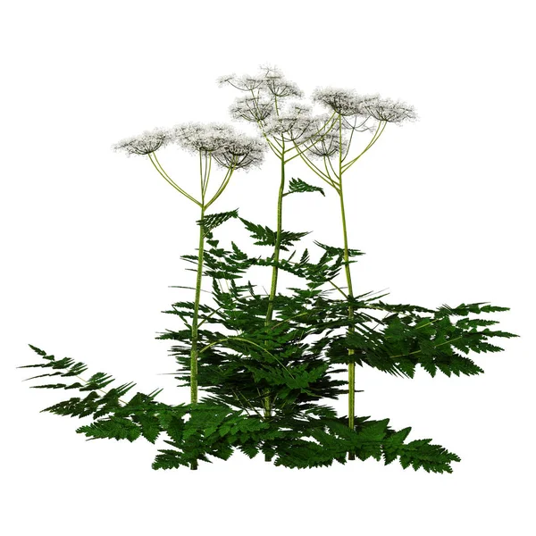 3D-s renderelő tehén petrezselyem növények fehér — Stock Fotó